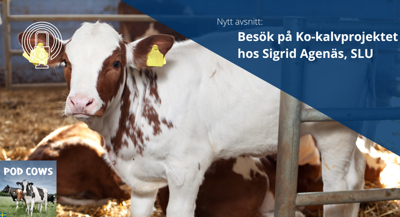PodCows avsnitt 23