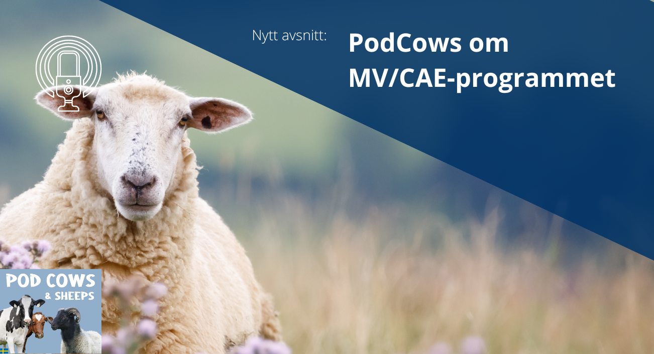 PodCows avsnitt 25