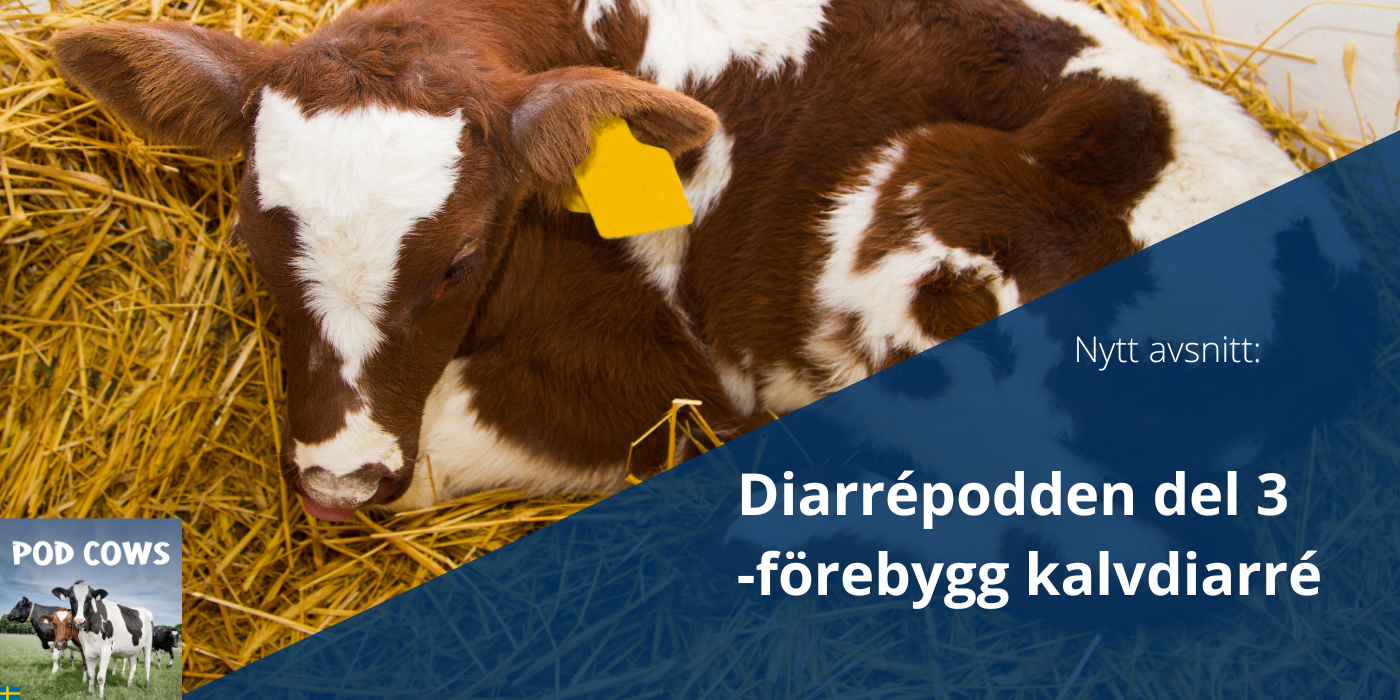 PodCows avsnitt 26