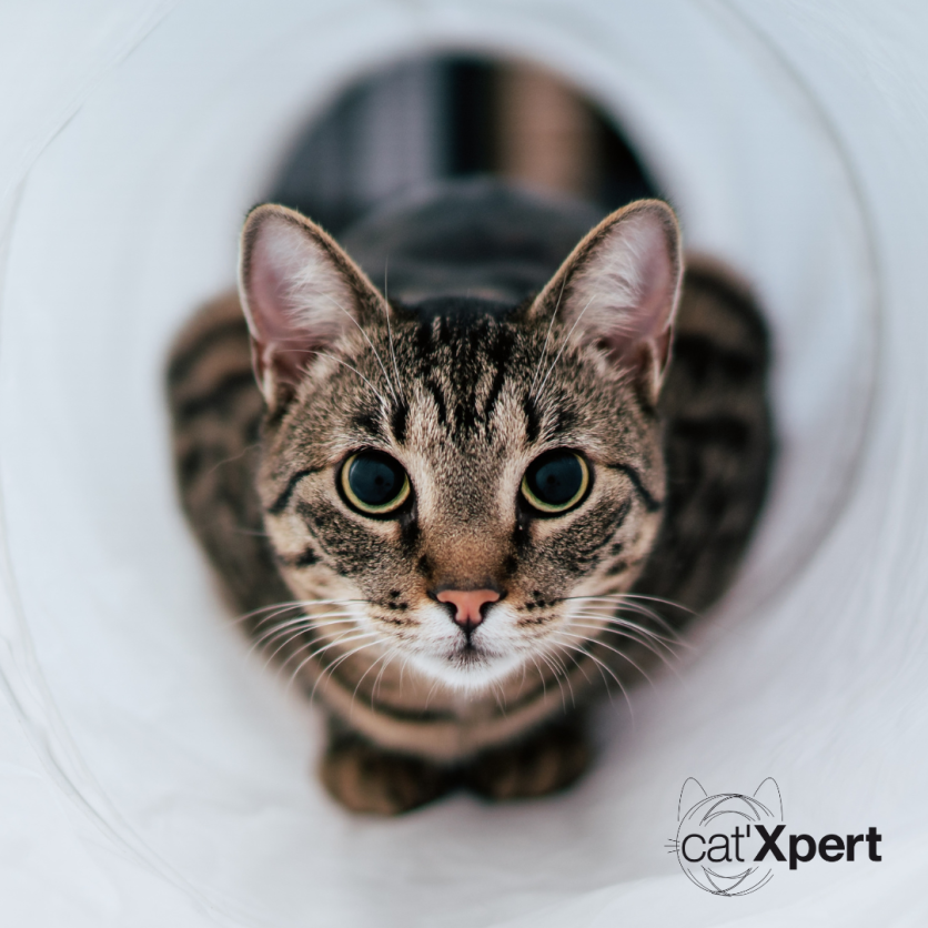 Facebook-inlägg om förhöjd ämnesomsättning hos katt