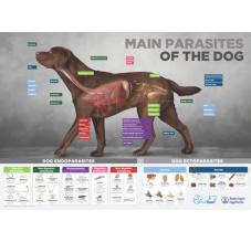 Endecto dog poster 50x70 cm English