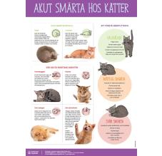 Akut smärta hos katt poster