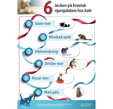 6 tecken på kronisk njursjukdom hos katt