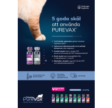 Purevax Katt
