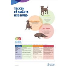 Tecken på smärta hos HUND - A3