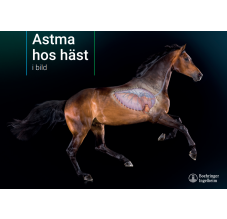 Astma hos häst i bilder