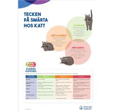 Tecken på smärta hos KATT - 50x70 cm (A-skylt)