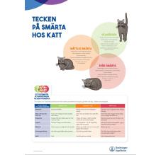 Tecken på smärta hos KATT - A3