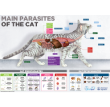 Edecto cat poster 50x70 cm English version