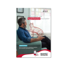 Information om hypertension hos katter