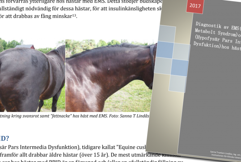 Bild-av-artikel-om-EMS-och-PPID