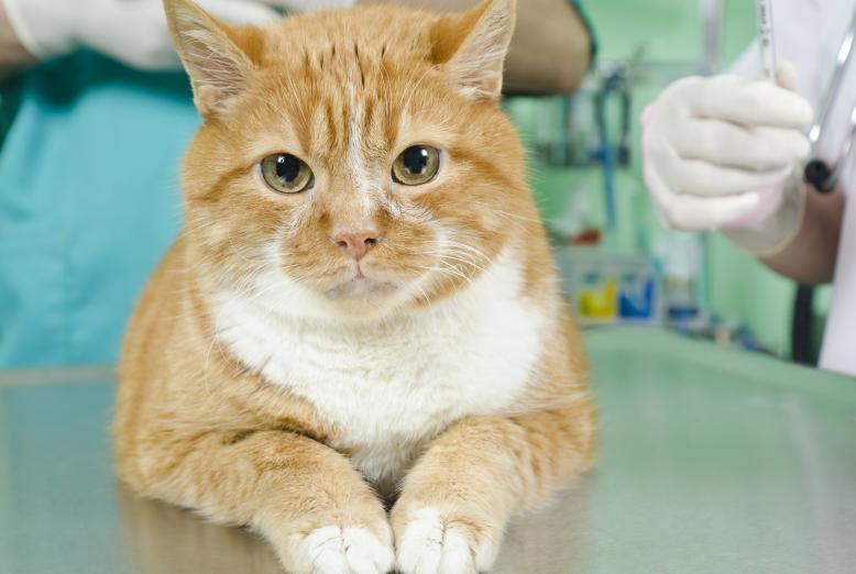 Katt klar till blodprov