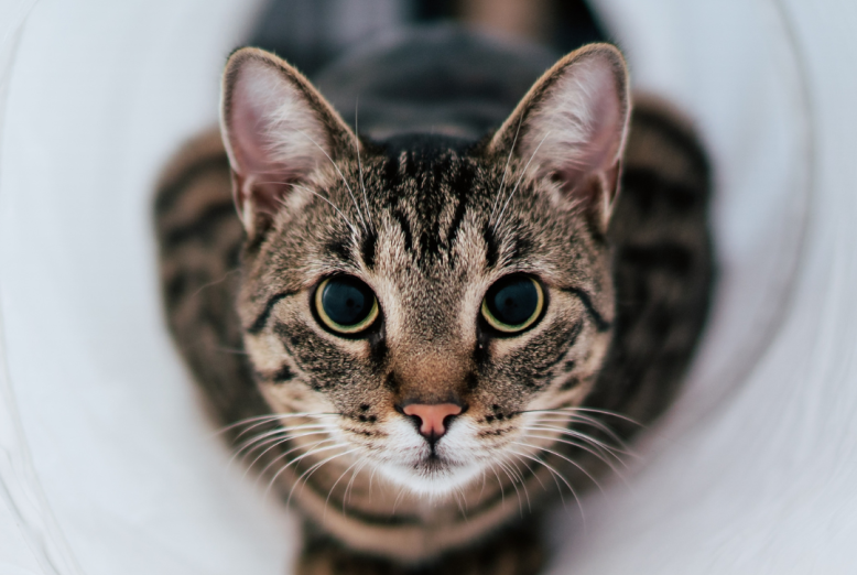 Facebook-inlägg om förhöjd ämnesomsättning hos katt