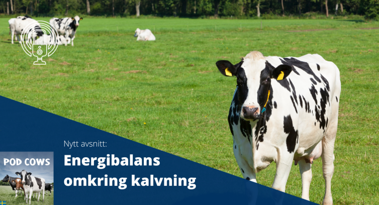 PodCows