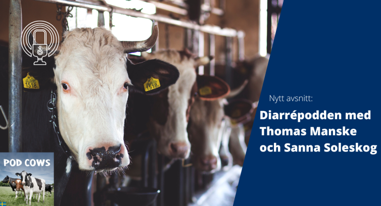 PodCows