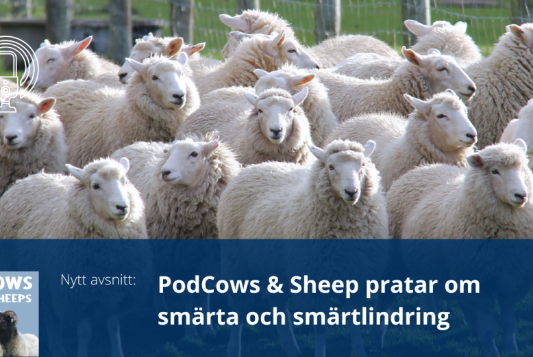 PodCows avsnitt 24