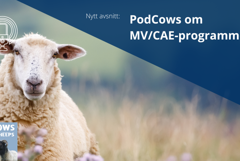 PodCows avsnitt 25