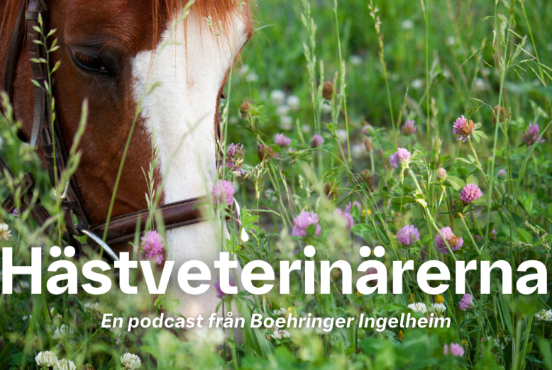 Hästveterinärerna