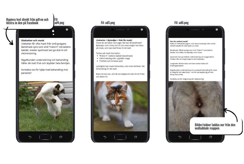 Facebook-material som sätter fokus på inälvsmaskar hos katter