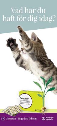 Vad har du haft för dig i dag? (Kat)