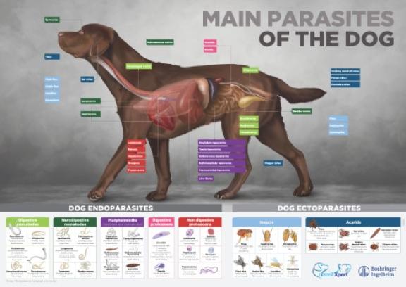 Endecto dog poster 50x70 cm English