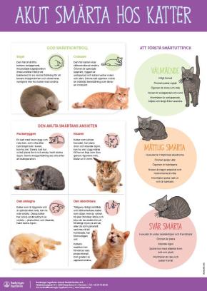 Akut smärta hos katt poster