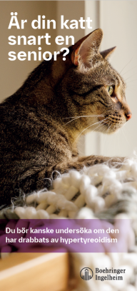 Är din katt snart en senior?