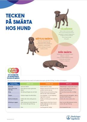 Tecken på smärta hos HUND - A3