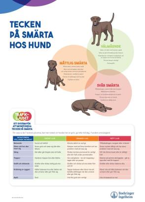 Tecken på smärta hos HUND - 50x70 cm (A-skylt)
