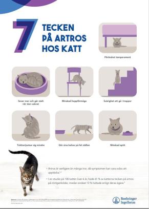 7 tecken på artros hos KATT - A3