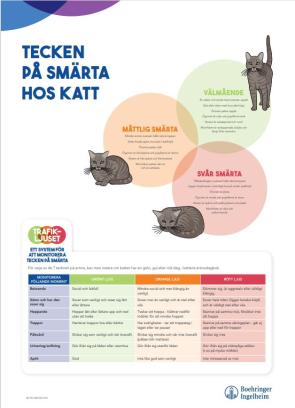 Tecken på smärta hos KATT - 50x70 cm (A-skylt)