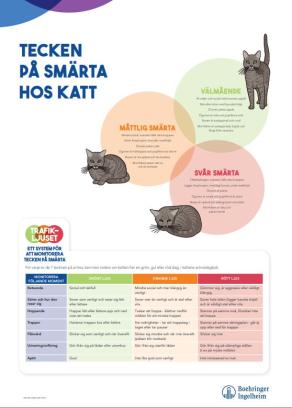 Tecken på smärta hos KATT - A3