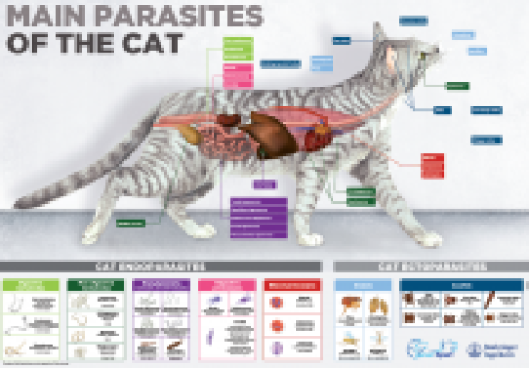 Edecto cat poster 50x70 cm English version