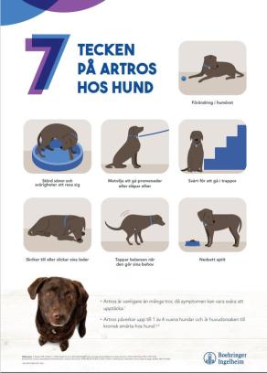 7 tecken på artros hos HUND - A3