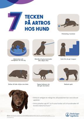 7 tecken på artros hos HUND - 50x70 cm (A-skylt)