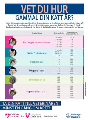 Life stages - Feline Poster