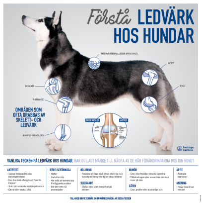 FÖRSTÅ LEDVÄRK HOS HUNDAR - POSTER