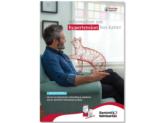 Information om hypertension hos katter